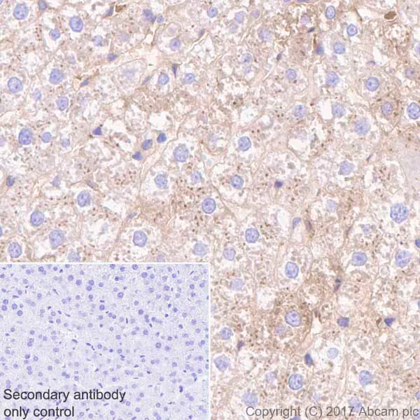 Immunohistochemistry (Formalin/PFA-fixed paraffin-embedded sections) - Anti-Prothrombin antibody [EPR20131] - BSA and Azide free (AB251497)