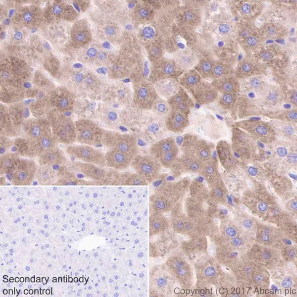 Immunohistochemistry (Formalin/PFA-fixed paraffin-embedded sections) - Anti-Prothrombin antibody [EPR20131] - BSA and Azide free (AB251497)