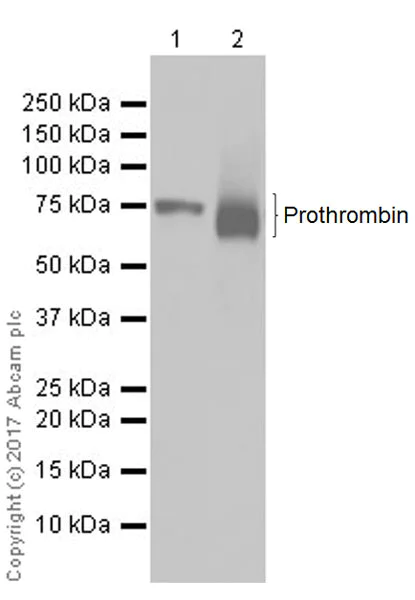 Western blot - Anti-Prothrombin antibody [EPR20131] - BSA and Azide free (AB251497)