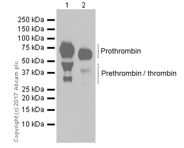 Western blot - Anti-Prothrombin antibody [EPR20131] - BSA and Azide free (AB251497)