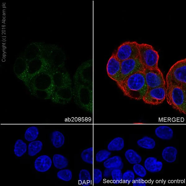 Immunocytochemistry/ Immunofluorescence - Anti-Prothrombin antibody [EPR20159] - BSA and Azide free (AB251496)
