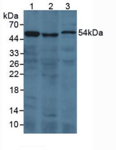 Western blot - Anti-Prothrombin fragment 2 antibody (AB233297), expandable thumbnail