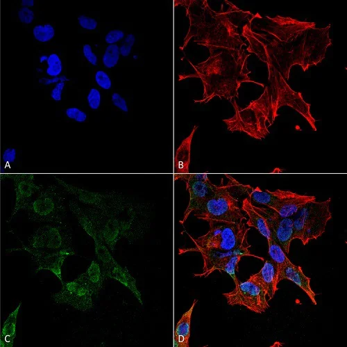 Immunocytochemistry/ Immunofluorescence - Anti-Protocadherin Gamma (pan) antibody [N159/5] - C-terminal (AB187186)