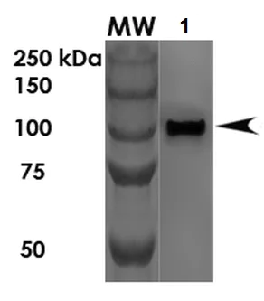 Western blot - Anti-Protocadherin Gamma (pan) antibody [N159/5] - C-terminal (AB187186)