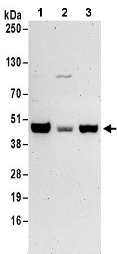 Western blot - Anti-Protor-1 antibody - C-terminal (AB185995)