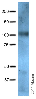 Western blot - Anti-PROX1 antibody [5G10] (AB33219)