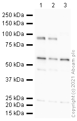 Western blot - Anti-PROX1 antibody (AB38692)