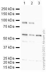 Western blot - Anti-PROX1 antibody (AB38692)