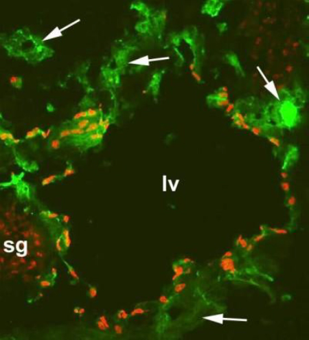 Immunohistochemistry (Frozen sections) - Anti-PROX1 antibody - BSA and Azide free (AB101851)