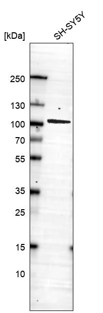 Western blot - Anti-PROX1 Antibody [CL13472] (AB327147)