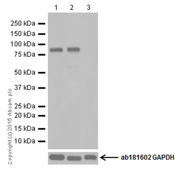 Western blot - Anti-PROX1 antibody [EPR19273] (AB199359)