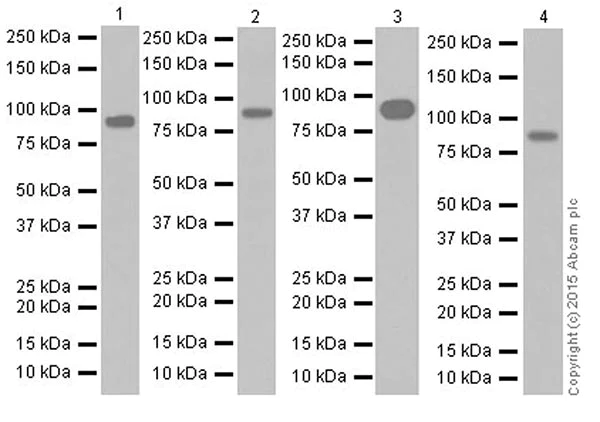 Western blot - Anti-PROX1 antibody [EPR19273] (AB199359)