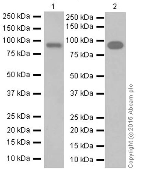Western blot - Anti-PROX1 antibody [EPR19273] (AB199359)