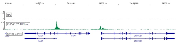 ChIC/CUT&RUN sequencing - Anti-PROX1 antibody [EPR19273] - BSA and Azide free (AB236026), expandable thumbnail