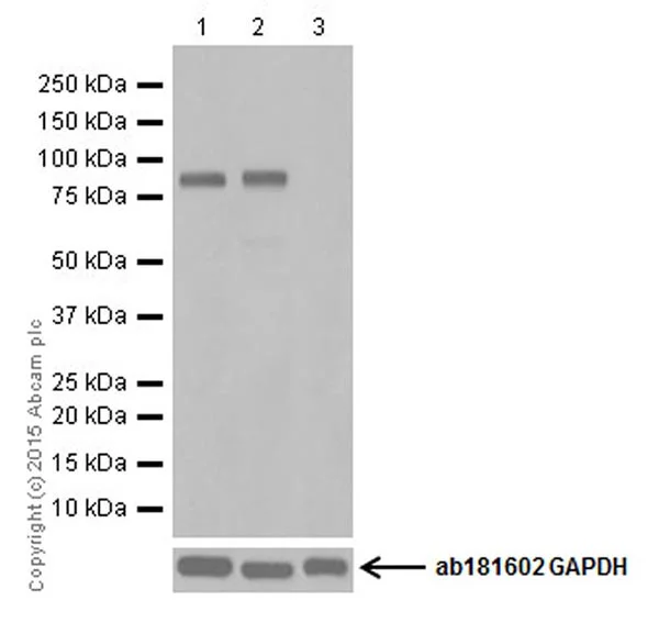 Western blot - Anti-PROX1 antibody [EPR19273] - BSA and Azide free (AB236026)