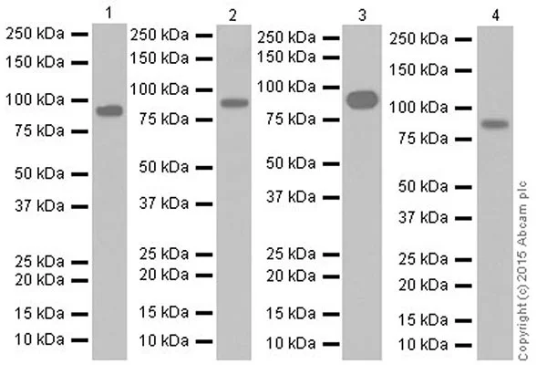 Western blot - Anti-PROX1 antibody [EPR19273] - BSA and Azide free (AB236026)