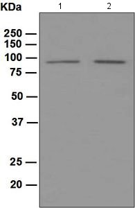 Western blot - Anti-PROX1 antibody [EPR3128(2)] - BSA and Azide free (AB196728)