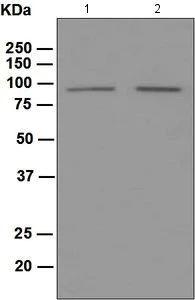 Western blot - Anti-PROX1 antibody [EPR3128(2)] - BSA and Azide free (AB196728)