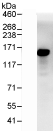 Immunoprecipitation - Anti-PRP16 antibody (AB70781), expandable thumbnail