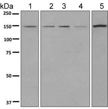 Western blot - Anti-PRP16 antibody [EPR9845] - BSA and Azide free (AB249109)