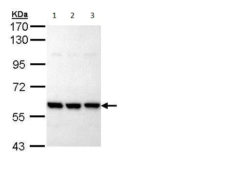Western blot - Anti-PRP19 antibody (AB228694)