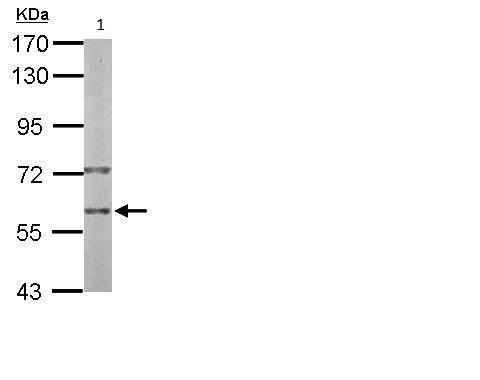 Western blot - Anti-PRP19 antibody (AB228694)