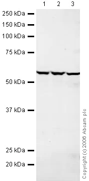 Western blot - Anti-PRP19 antibody (AB27692)