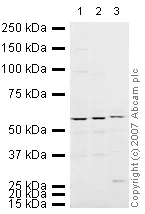 Western blot - Anti-PRP19 antibody (AB27692)