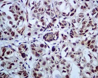 Immunohistochemistry (Formalin/PFA-fixed paraffin-embedded sections) - Anti-PRP19 antibody [EPR7446] - BSA and Azide free (AB248181)