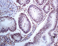 Immunohistochemistry (Formalin/PFA-fixed paraffin-embedded sections) - Anti-PRP19 antibody [EPR7446] - BSA and Azide free (AB248181), expandable thumbnail