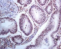 Immunohistochemistry (Formalin/PFA-fixed paraffin-embedded sections) - Anti-PRP19 antibody [EPR7446] - BSA and Azide free (AB248181)