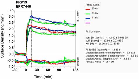 OI-RD Scanning - Anti-PRP19 antibody [EPR7446] - BSA and Azide free (AB248181), expandable thumbnail
