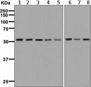 Western blot - Anti-PRP19 antibody [EPR7446] - BSA and Azide free (AB248181), expandable thumbnail