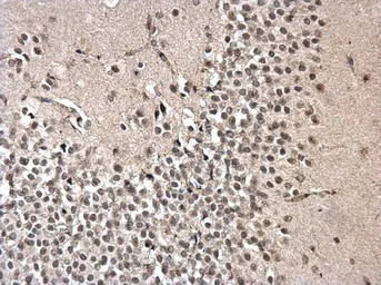 Immunohistochemistry (Formalin/PFA-fixed paraffin-embedded sections) - Anti-PRPF31 antibody (AB184127)