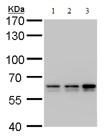 Western blot - Anti-PRPF31 antibody (AB184127)