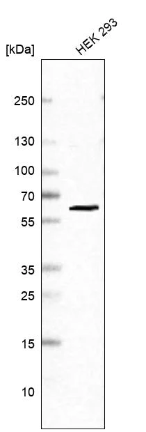 Western blot - Anti-PRPF31 antibody (AB251882)