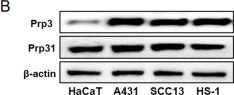 Western blot - Anti-PRPF31 antibody [EPR14587] (AB188577)
