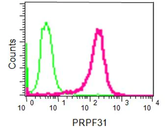 Flow Cytometry (Intracellular) - Anti-PRPF31 antibody [EPR14587] - BSA and Azide free (AB250970)