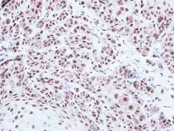 Immunohistochemistry (Formalin/PFA-fixed paraffin-embedded sections) - Anti-PRPF39 antibody (AB97654)