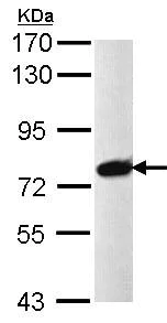Western blot - Anti-PRPF39 antibody (AB97654)