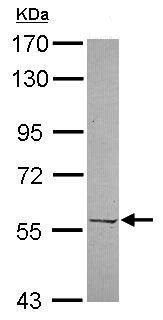 Western blot - Anti-PRPF4 antibody (AB229158)