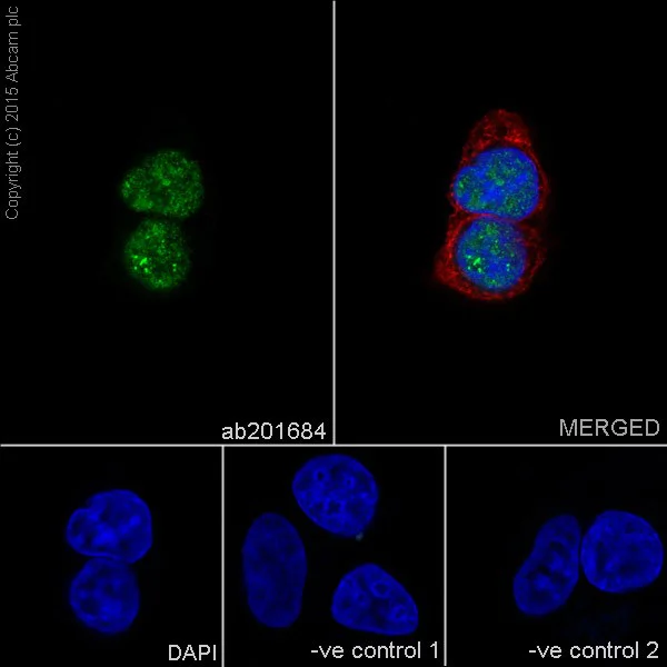 Immunocytochemistry/ Immunofluorescence - Anti-PRPF4 antibody [EPR17206(B)] (AB201684)