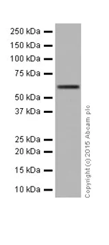 Western blot - Anti-PRPF4 antibody [EPR17206(B)] (AB201684)