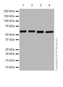 Western blot - Anti-PRPF4 antibody [EPR17206(B)] (AB201684)