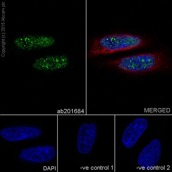 Immunocytochemistry/ Immunofluorescence - Anti-PRPF4 antibody [EPR17206(B)] - BSA and Azide free (AB251351)
