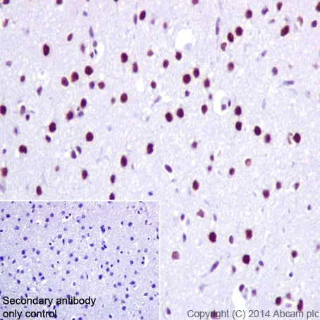 Immunohistochemistry (Formalin/PFA-fixed paraffin-embedded sections) - Anti-PRPF4 antibody [EPR17207] - BSA and Azide free (AB251263)