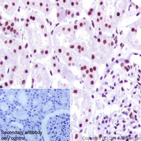 Immunohistochemistry (Formalin/PFA-fixed paraffin-embedded sections) - Anti-PRPF4 antibody [EPR17207] - BSA and Azide free (AB251263)