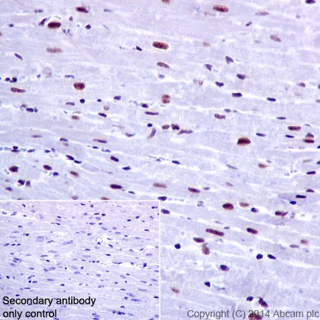 Immunohistochemistry (Formalin/PFA-fixed paraffin-embedded sections) - Anti-PRPF4 antibody [EPR17207] - BSA and Azide free (AB251263)
