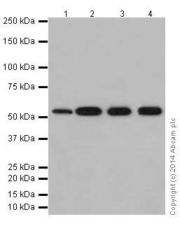 Western blot - Anti-PRPF4 antibody [EPR17207] - BSA and Azide free (AB251263)