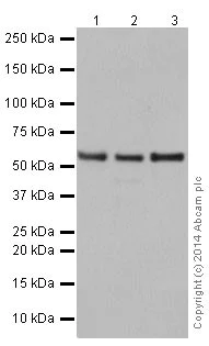 Western blot - Anti-PRPF4 antibody [EPR17207] - BSA and Azide free (AB251263)